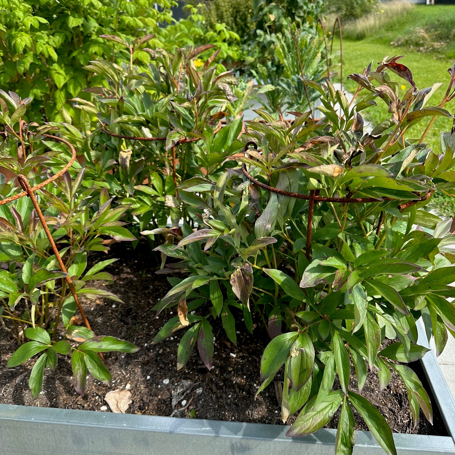 Staudeholder 10 stk. -100 cm ben